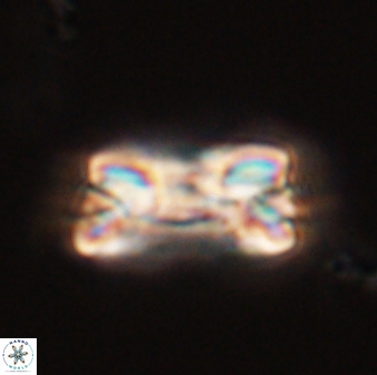Bomolithus falklandensis 57727