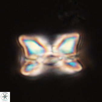 Bomolithus universus 56701