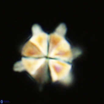 Bonetia acuta VR 03392