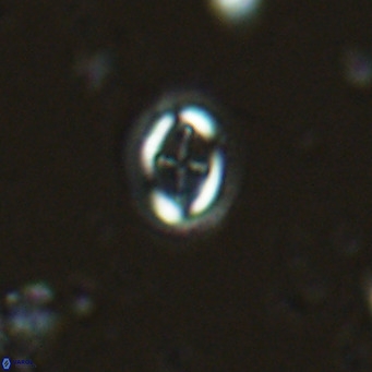 Bramletteius serraculoides VR 03098