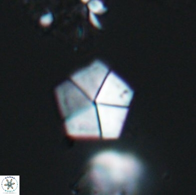 Braarudosphaera bigelowii 12542