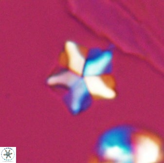 Braarudosphaera quinquecostata 13011