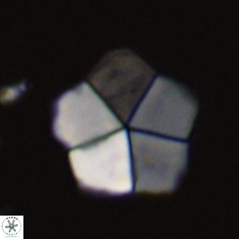 Braarudosphaera regularis 40147