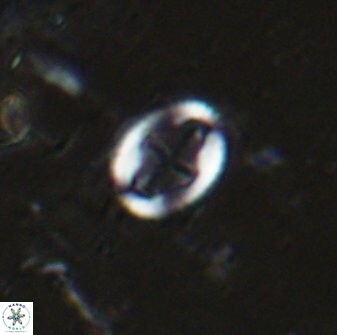 Broinsonia ethmoquadrata 14770