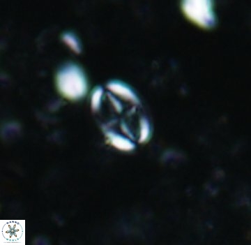 Broinsonia staytonae 1106
