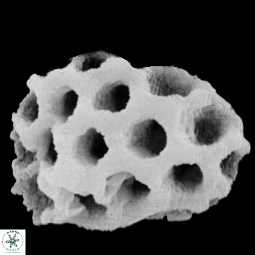 C ellipticus 1 A