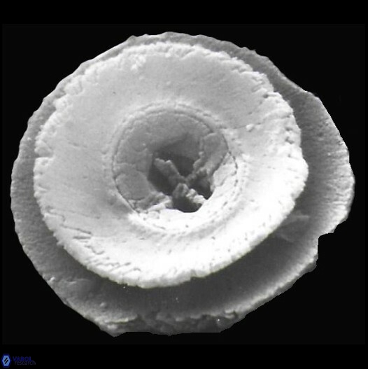 C tenuiforatus default