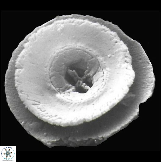 C tenuiforatus default