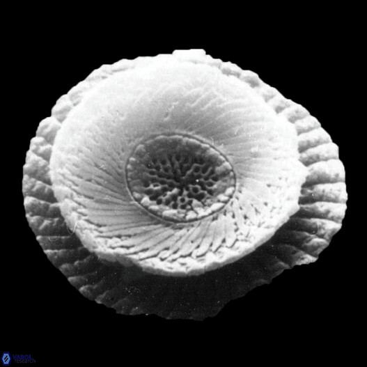 Cycloperfolithus carlae default