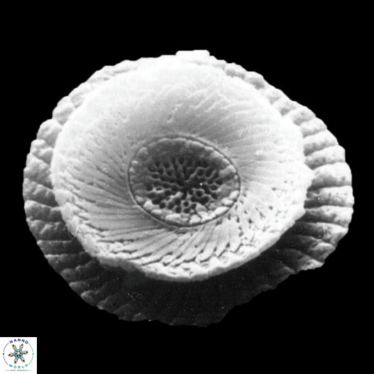 Coccolithus diatritos default