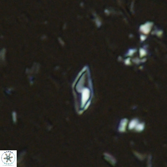 Calciosolenia alternans VR 03002