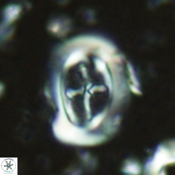 Campylosphaera dela VR 02392