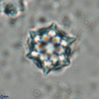 Catinaster magnificus 26464