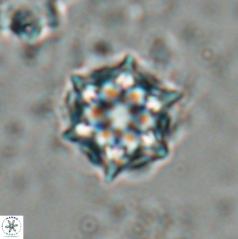 Catinaster magnificus 26464