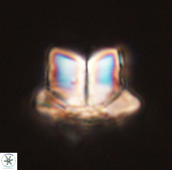 Caycedoae pattersonii 58101