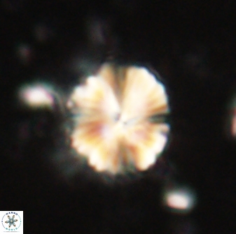 Caycedoae atlanticus 62813