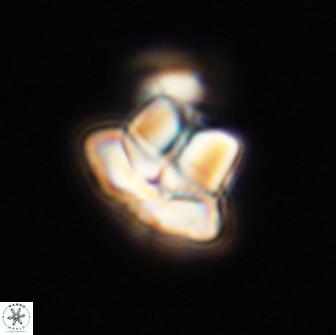 Caycedoae micheliorum 66805