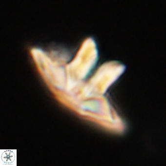 Caycedoae megastypus 71212