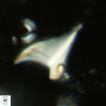 Ceratolithus apiculus VR 08229