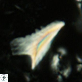 Ceratolithus dontia VR 07365
