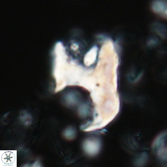 Ceratolithina bicornuta 17595