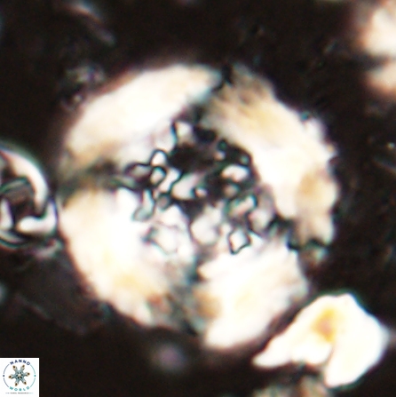 Cervisiella megaloperculata 53909