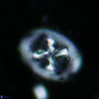 Chiastozygus sp 2 862