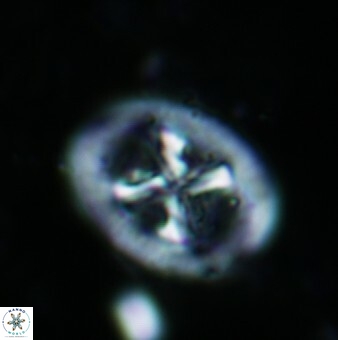 Chiastozygus sp 2 862