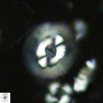Coccolithus biparteoperculatus VR 02463