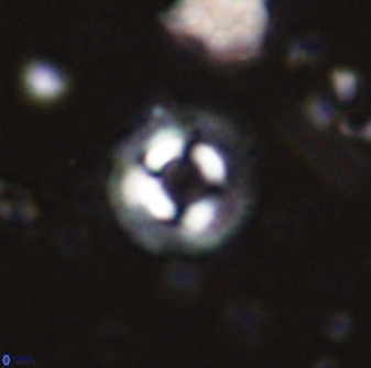 Coccolithus foraminis 43397