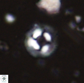 Coccolithus foraminis 43397