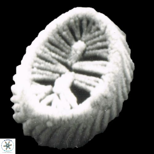 Coronosphaera hatayensis 912 13