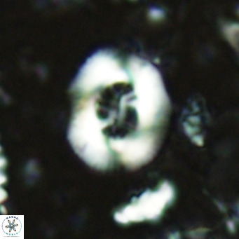 Cribrocentrum sp VR 02706