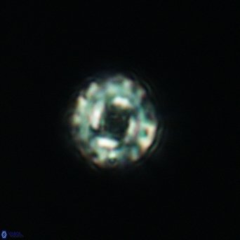 Cribrocorona gallica 3007