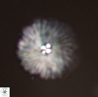 Davidbukrya perchnielseniae 55624
