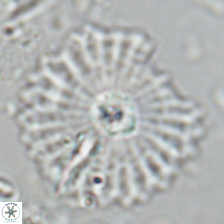 Davidbukrya perpolitus 25582