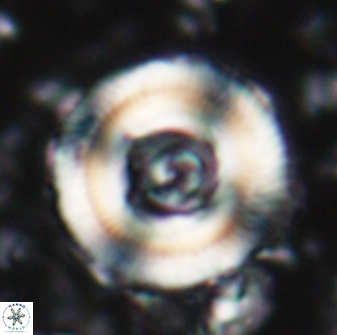 Denisea constricta 22029