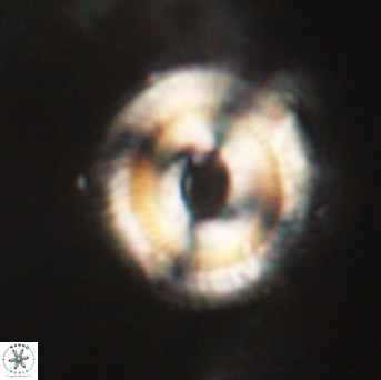 Denisea salleyi 63543