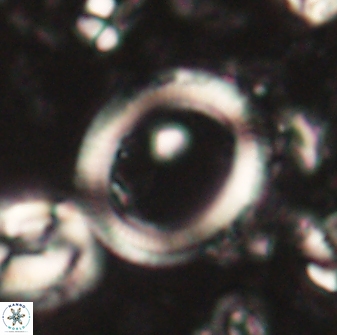 Denisea turkmenii 59987