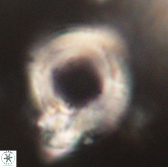 Diadelithus robustus 63239