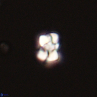 Diorofolithus emrei 58894