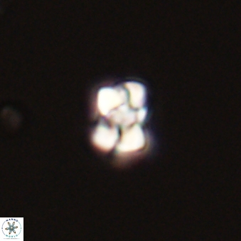 Diorofolithus emrei 58894