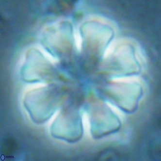 Discoaster cf nephados VR 02754