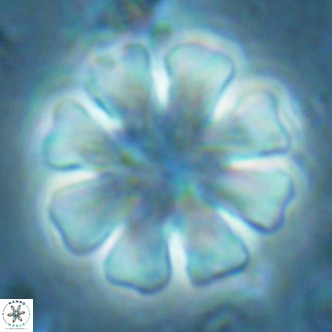 Discoaster cf nephados VR 02754