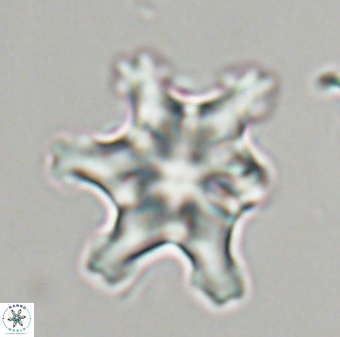 Discoaster diplasiastike 32526