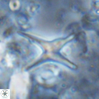 Discoaster blackstockae VR 06819