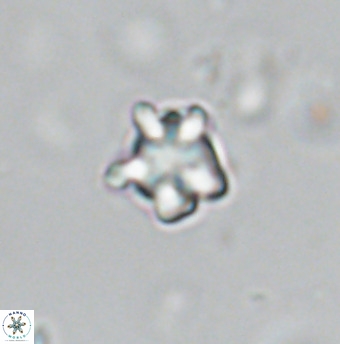 Discoaster gardiae VR 18639