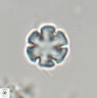 Discoaster leios 30149