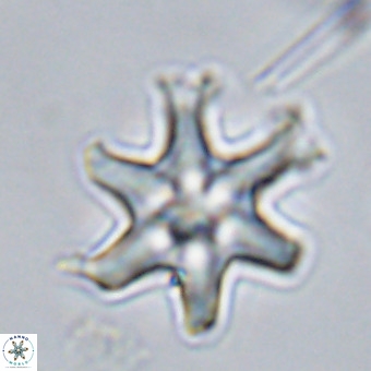 Discoaster hughesii VR 20150