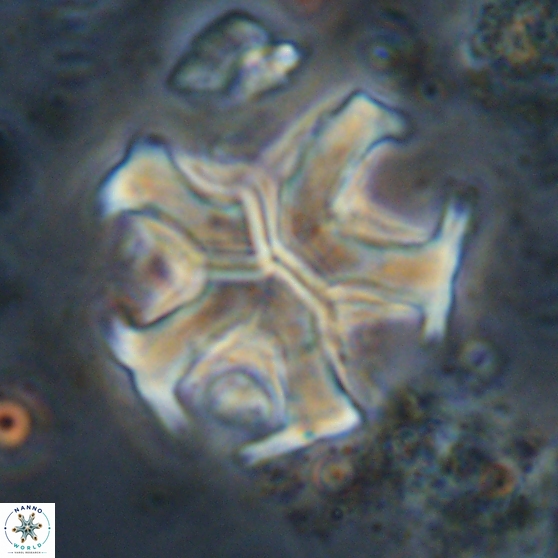 Discoaster martinii 14208